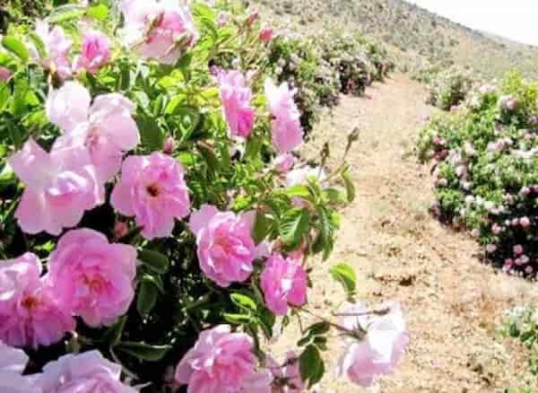 تصویر 5 از خرید گل محمدی کاشان + قیمت فروش استثنایی